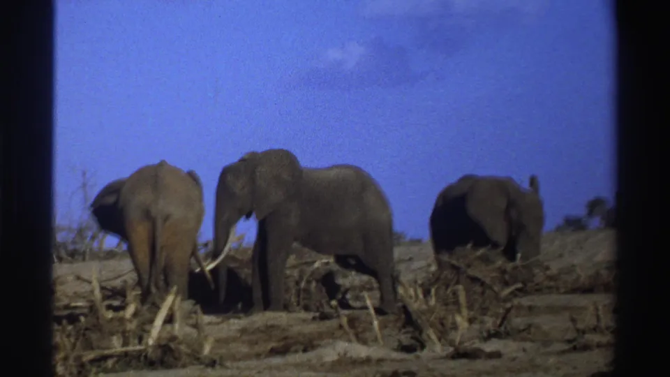 1969 South Africa 8mm frame showing elephants foraging among dry brush, with visible film grain and contact-sheet borders.