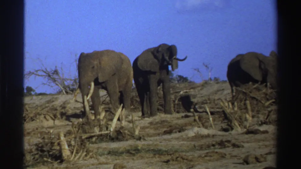 1969 South Africa 8mm frame showing three elephants in dry savanna, with one animal facing the camera and another partly turned away.