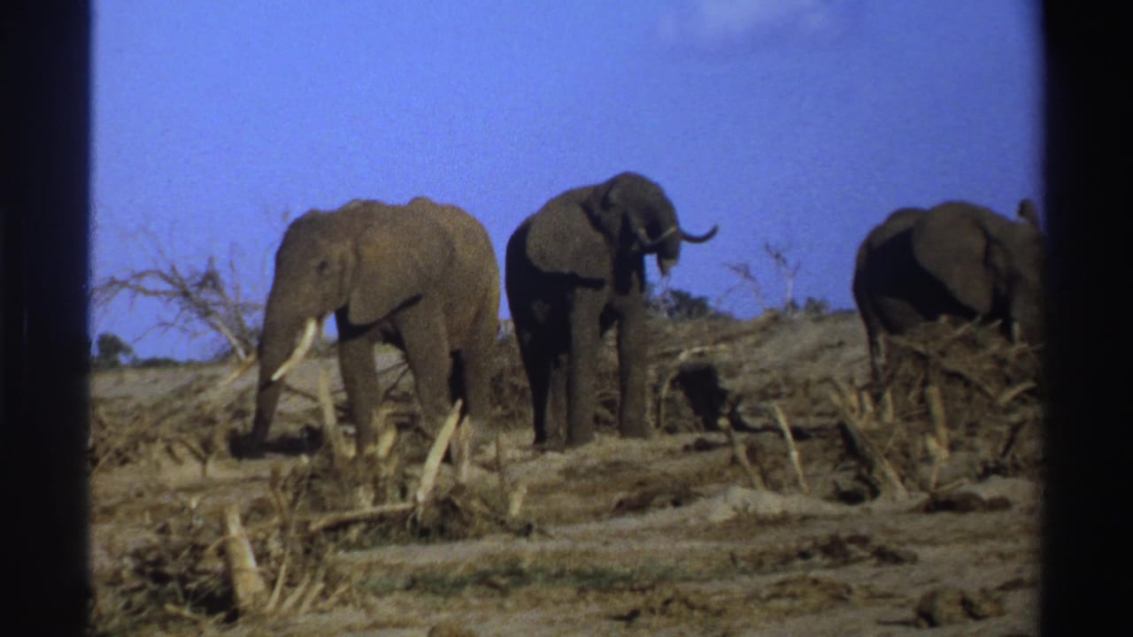 1969 South Africa 8mm frame showing three elephants on a dry, brush-strewn hillside with dark film borders.