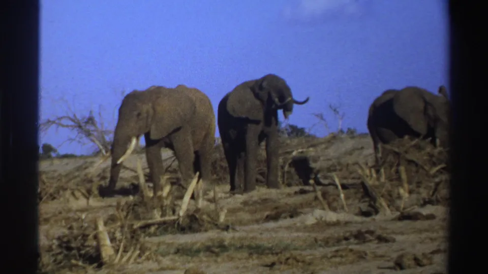 1969 South Africa 8mm frame showing three elephants on a dry, brush-strewn hillside with dark film borders.