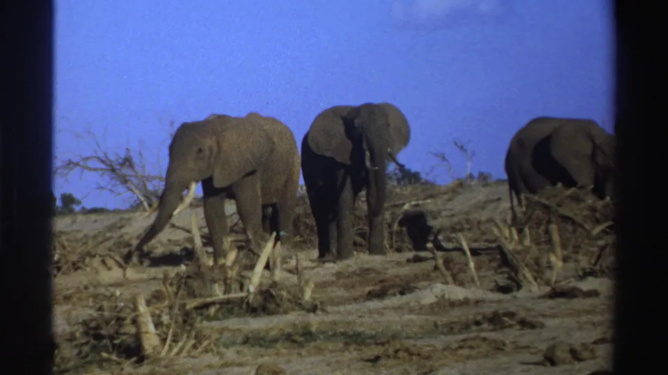 1969 South Africa home-movie frame with elephants grouped on dry terrain, one partly cropped at the right edge.