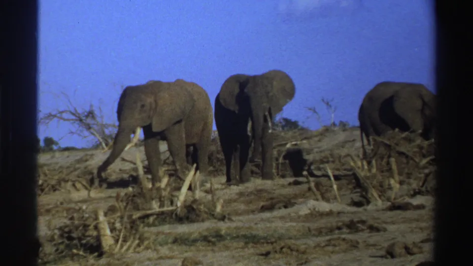 1969 South Africa 8mm wildlife frame showing three elephants near bare brush, including one facing forward.