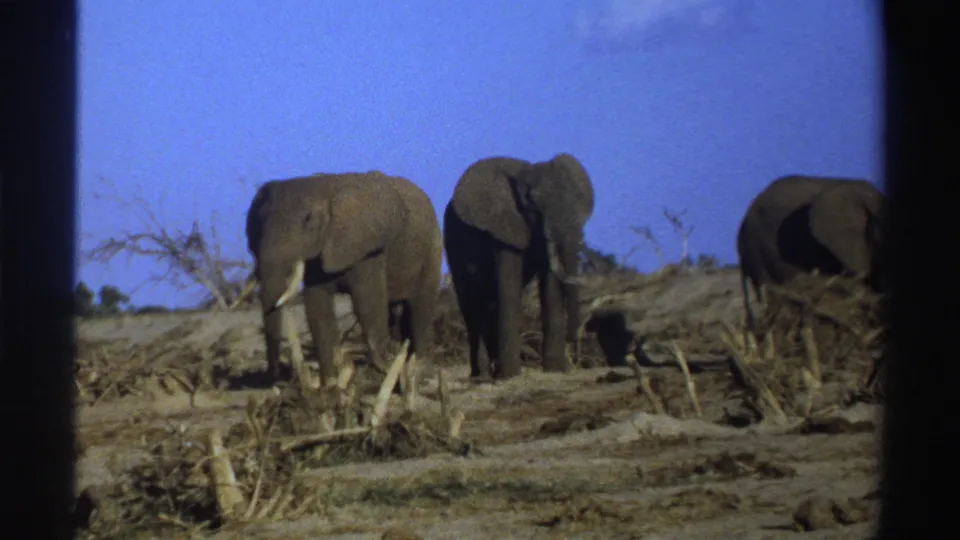 1969 South Africa 8mm frame of elephants standing in dry scrub, with film grain and dark border visible.