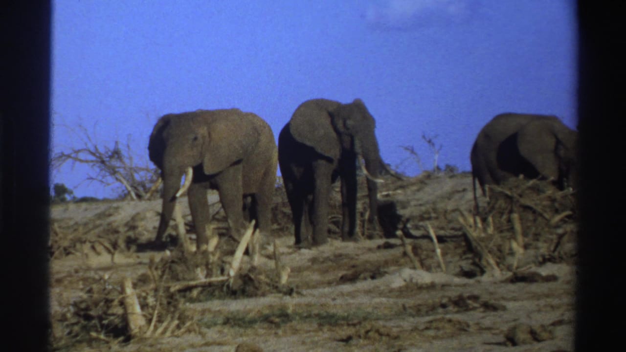 Three elephants with visible tusks stand in a dry South African landscape in 1969 8mm home-movie footage.
