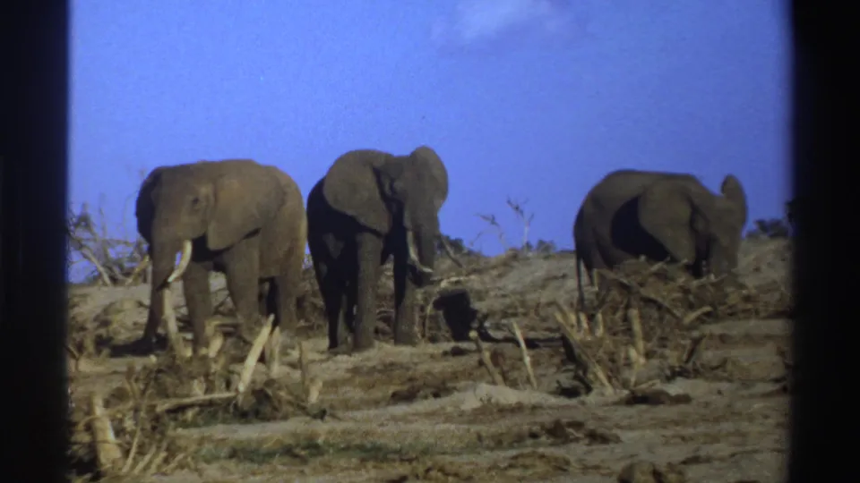In this 1969 South Africa frame, three elephants stand across dry open ground with scrub and a clear sky behind them.