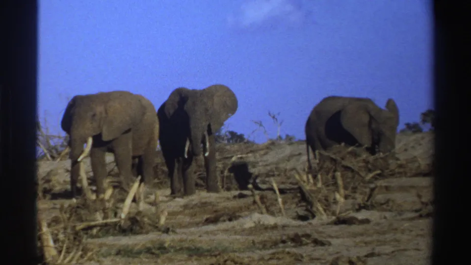 Three elephants stand near scattered dry branches in 1969 South Africa 8mm footage, framed by dark projector-like borders.