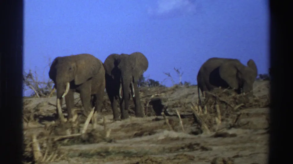 Three elephants appear in a dry South African field, with one turned away near the right side of the 8mm frame.