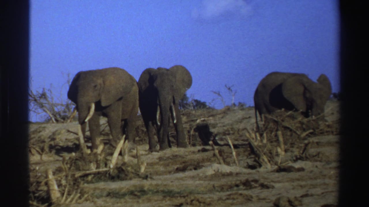 Three elephants stand among dry brush and bare earth under a blue sky.