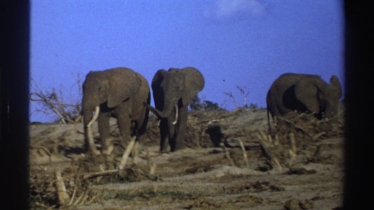 Elephants stand near dry branches, with one animal partly turned away at right.
