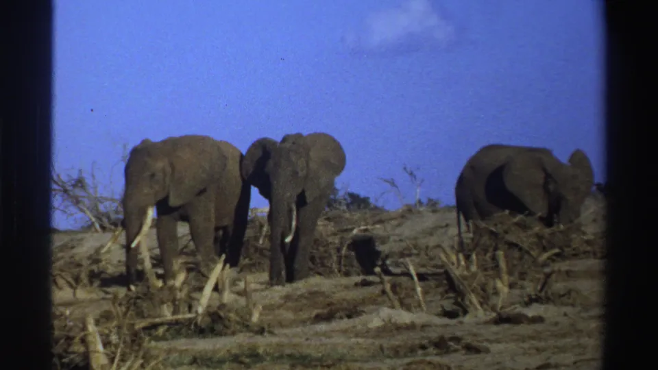 The 1969 8mm frame shows three elephants in a dry South African savanna, with brush and open sky behind them.