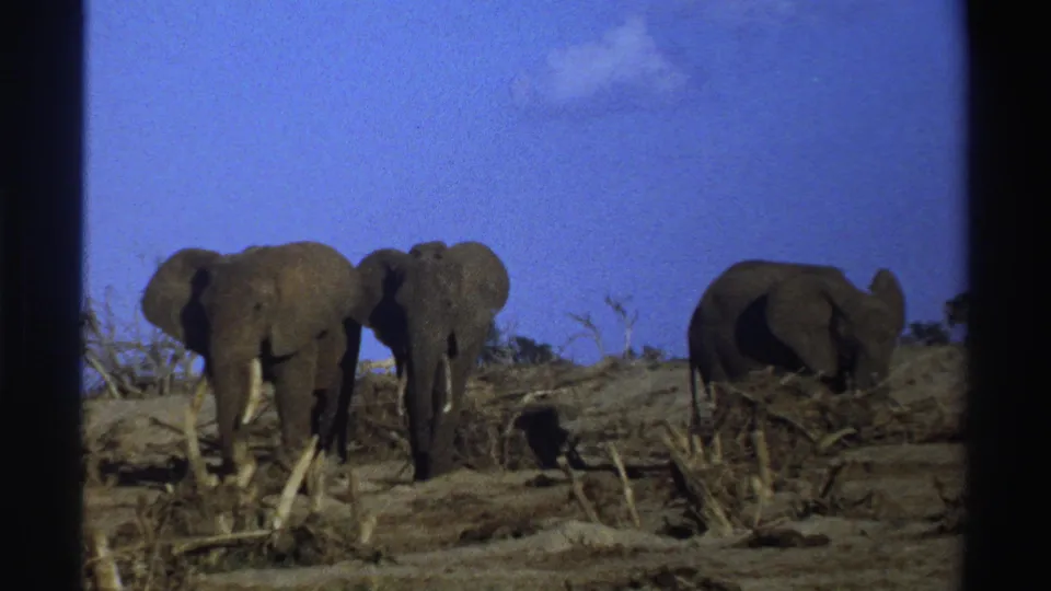Two elephants stand close together in the foreground area while a third elephant faces away near dry brush in South Africa archival footage.