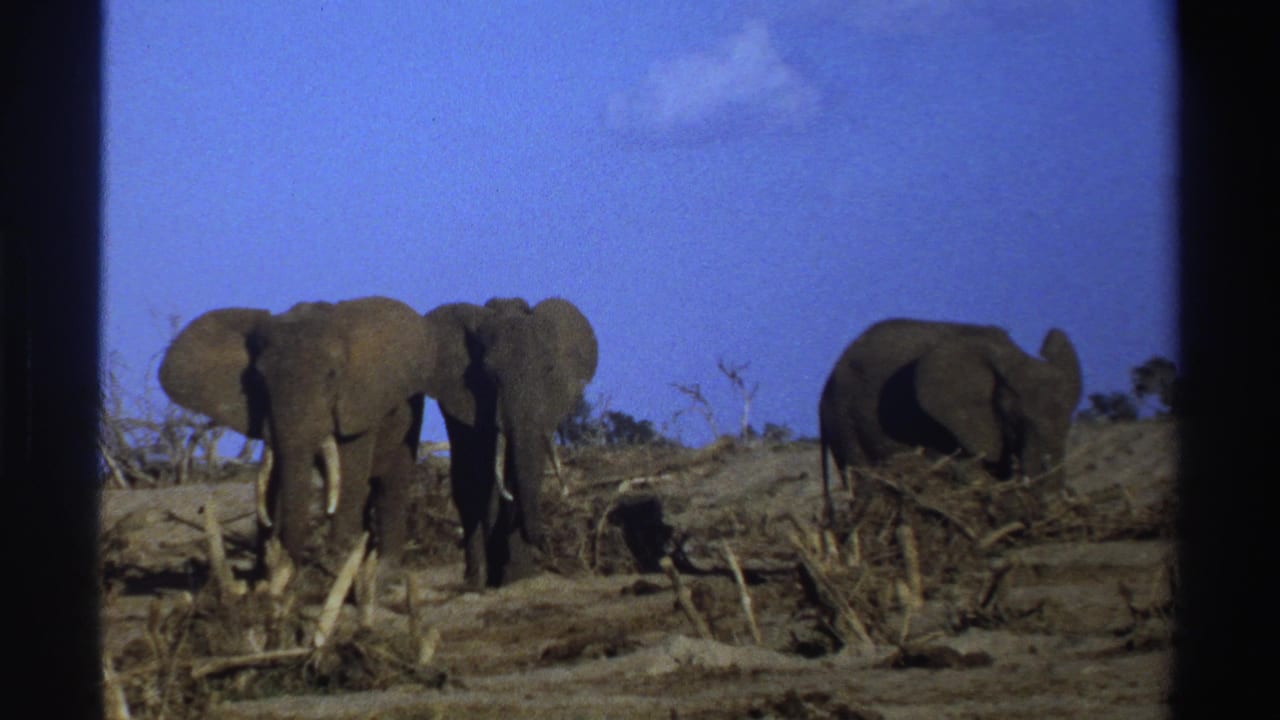1969 South Africa 8mm frame showing three elephants with tusks among fallen trees and sparse dry vegetation.