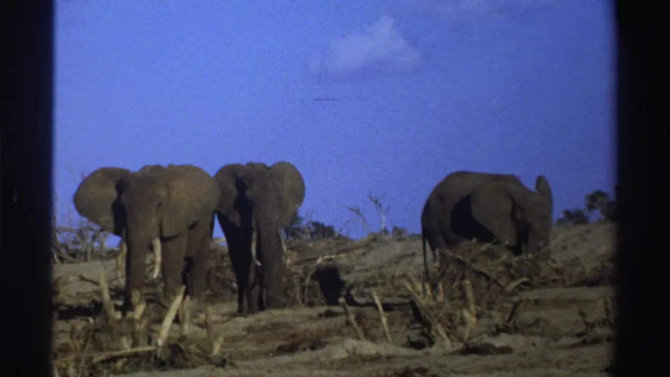 Archival 8mm view from South Africa showing three elephants spread across dry ground with deadwood and scrub.