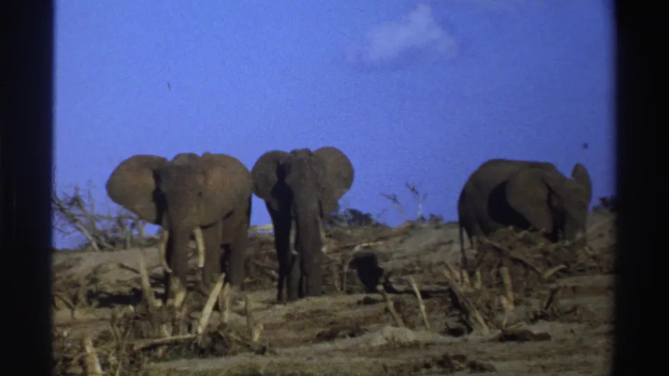 1969 South Africa wildlife frame with three elephants in a barren landscape, seen through an 8mm home-movie frame.