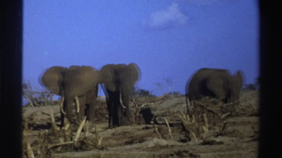 South Africa 1969 8mm frame showing elephants foraging in a dry reserve-like landscape with visible film softness.