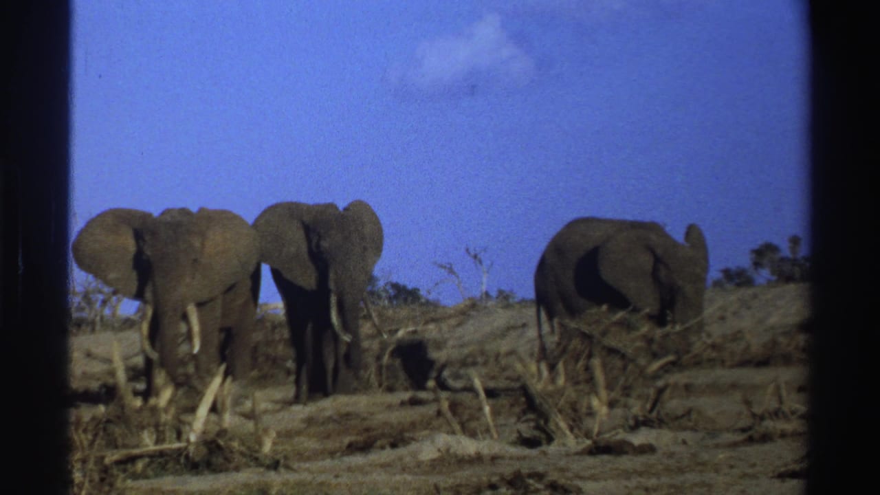 Three elephants with visible tusks appear in a dry South African landscape in 1969 home-movie footage.