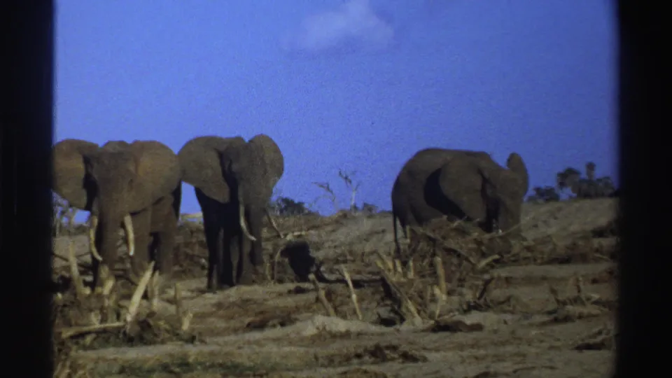 In this 1969 South Africa frame, two tusked elephants face the camera while another elephant stands to the right.