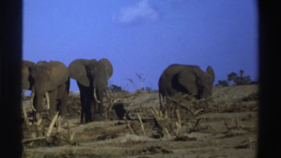 A 1969 8mm frame shows three elephants spread across arid South African terrain with dark frame-edge shadows.