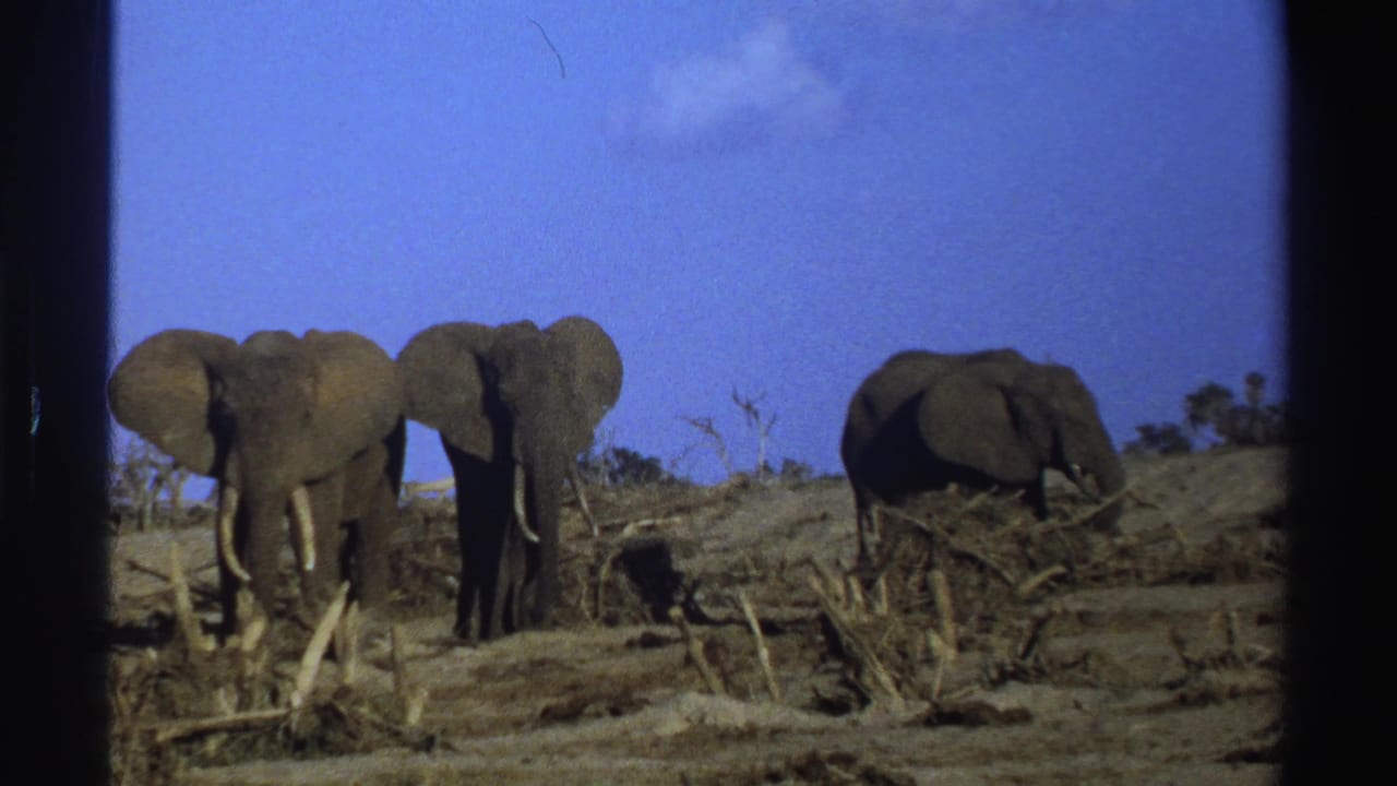 Three elephants stand among dry brush under a blue sky.