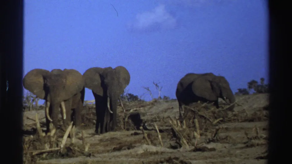 1969 South Africa 8mm frame showing three elephants standing and foraging in dry savanna brush beneath a bright blue sky.