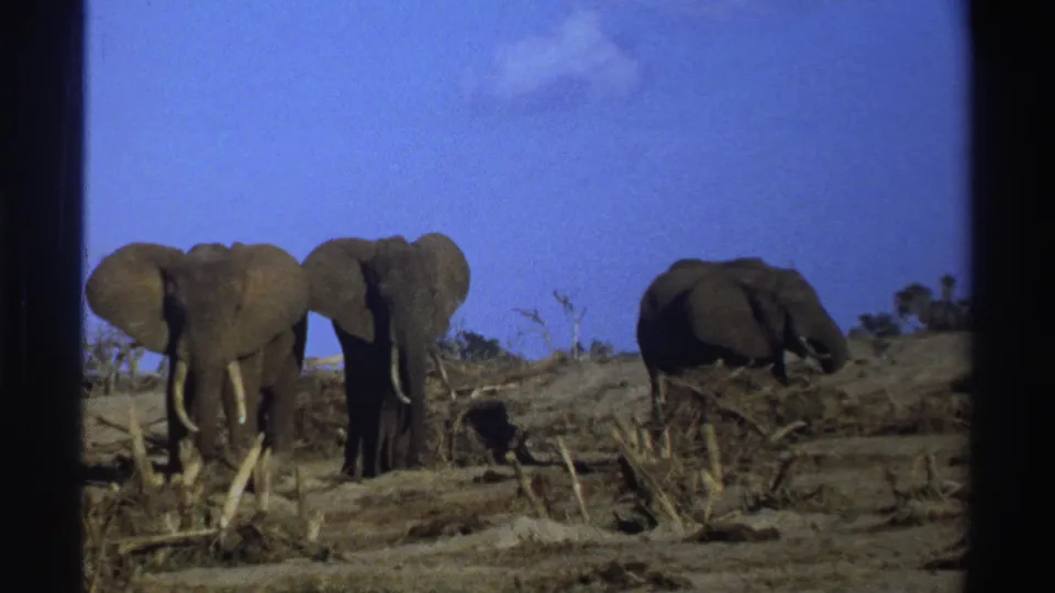 1969 South Africa 8mm frame with three elephants in a dry open landscape, two facing forward and one angled right near scrub.
