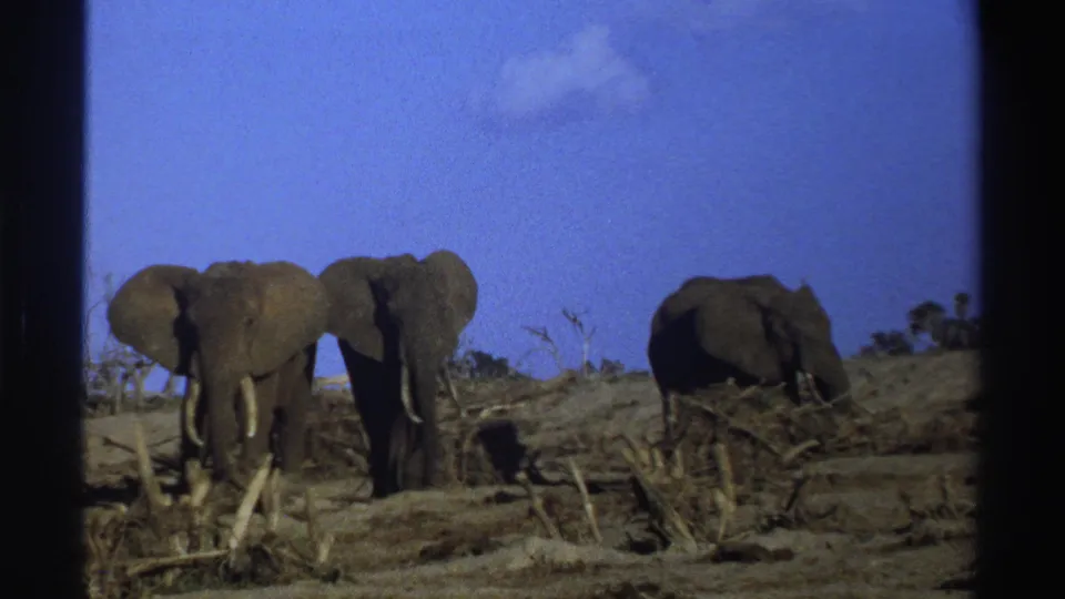 1969 South Africa 8mm frame of three elephants in a dry savanna setting, with brush, fallen wood, and a saturated blue sky.