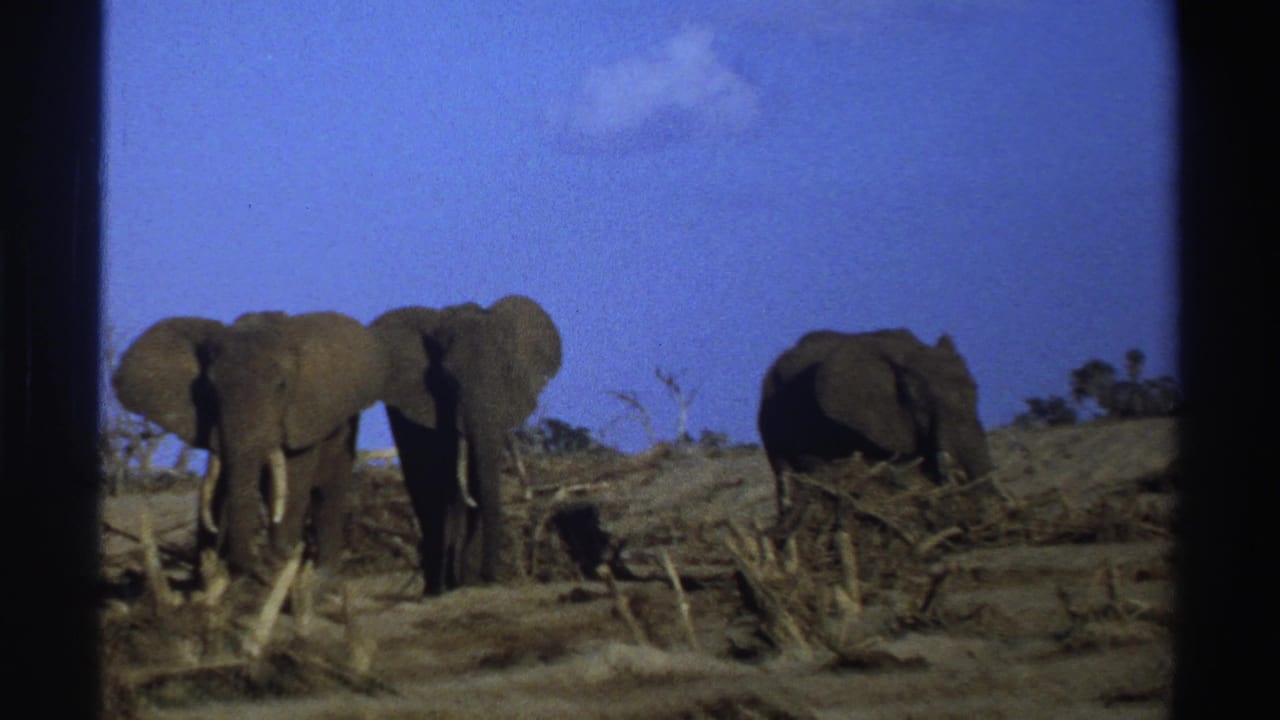 Three elephants standing and walking across dry brush under a blue sky.