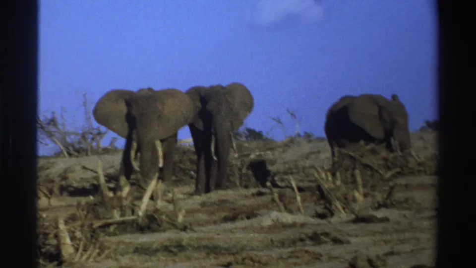 1969 South Africa safari footage frame showing three elephants on arid ground with sparse vegetation and a clear sky.