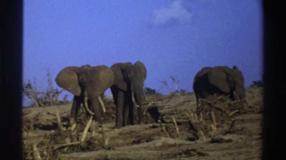 1969 South Africa 8mm frame of elephants moving slowly through a dry, open landscape with visible film grain and frame edges.