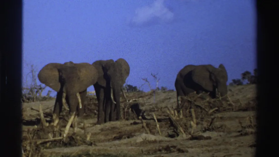 1969 South Africa wildlife frame showing two elephants close together and another to the right in dry scrub under blue sky.