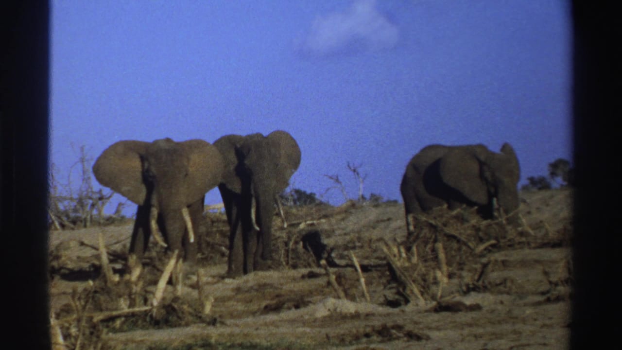 1969 South Africa 8mm frame showing three elephants in dry savanna, two paired near center and a third grazing at right.