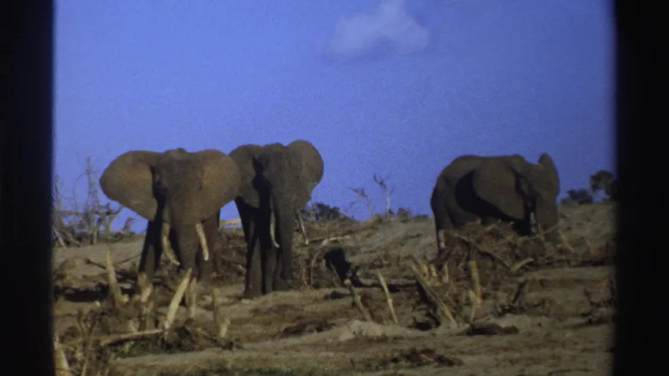1969 South Africa 8mm frame showing three elephants in dry savanna, two paired near center and a third grazing at right.