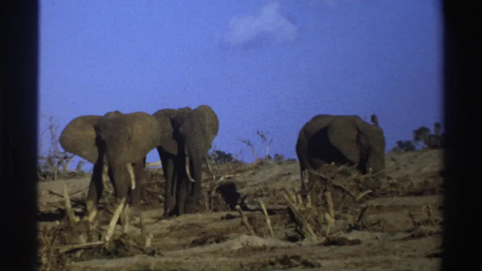 1969 South Africa 8mm frame with two elephants facing the camera and another turned away in a dry savanna area.