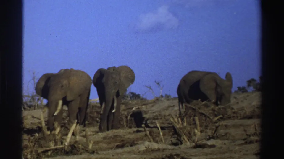 1969 South Africa 8mm frame showing three elephants among dry branches, with two grouped on the left and one at right.