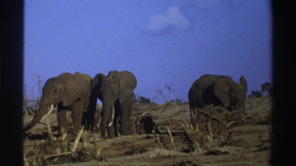 1969 South Africa 8mm frame of three elephants in dry savanna, one reaching its trunk toward pale branches.