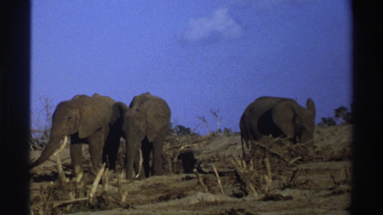 Three elephants forage among dry brush and fallen wood in South Africa 1969 8mm home-movie footage, framed by dark film borders.