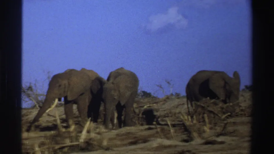 In this 1969 South Africa 8mm frame, three elephants stand on arid ground with fallen branches and a blue sky behind them.