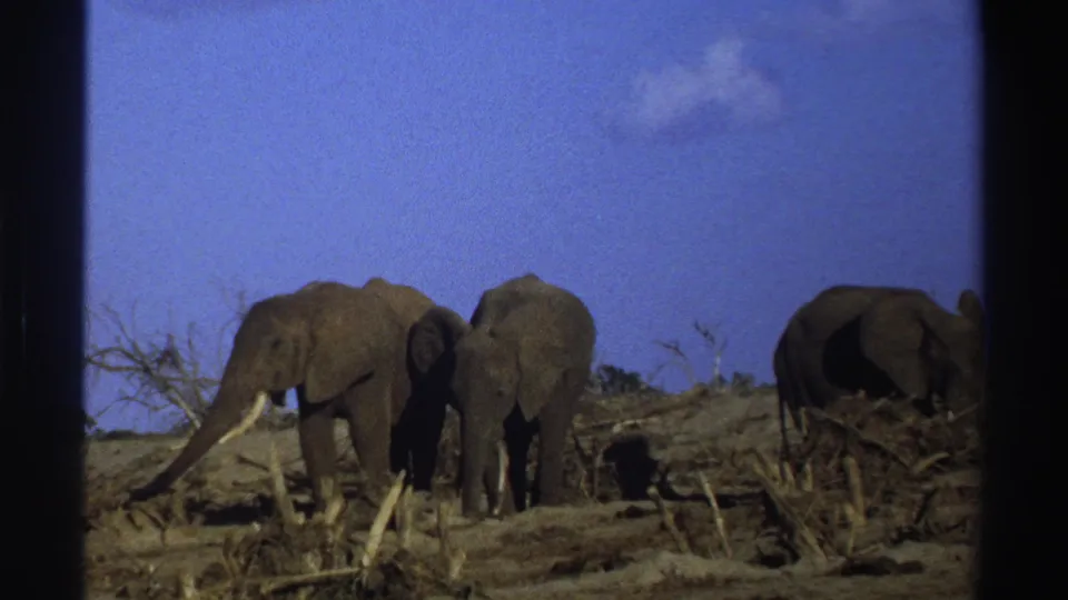 A softly focused 8mm frame shows three elephants on dry South African grassland in 1969, surrounded by scrub and fallen wood.