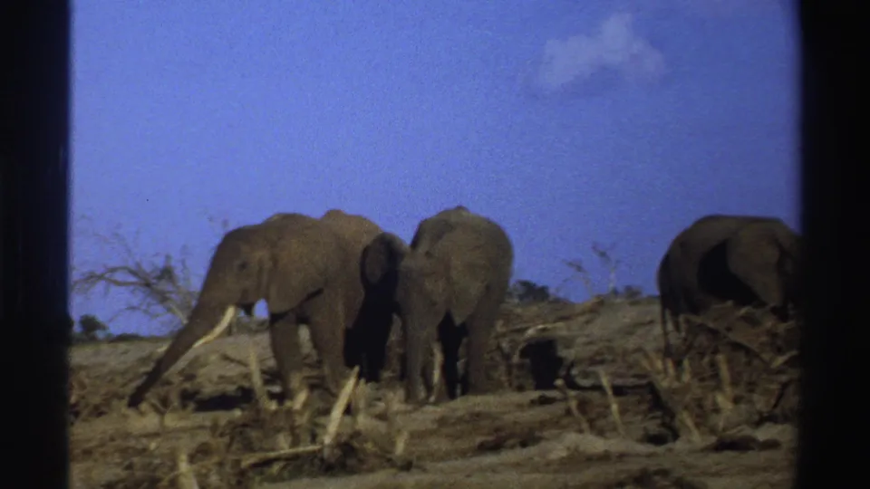 Three elephants appear across an arid South Africa landscape in 1969 8mm footage, with tusks, scrub, blue sky, and dark frame borders visible.