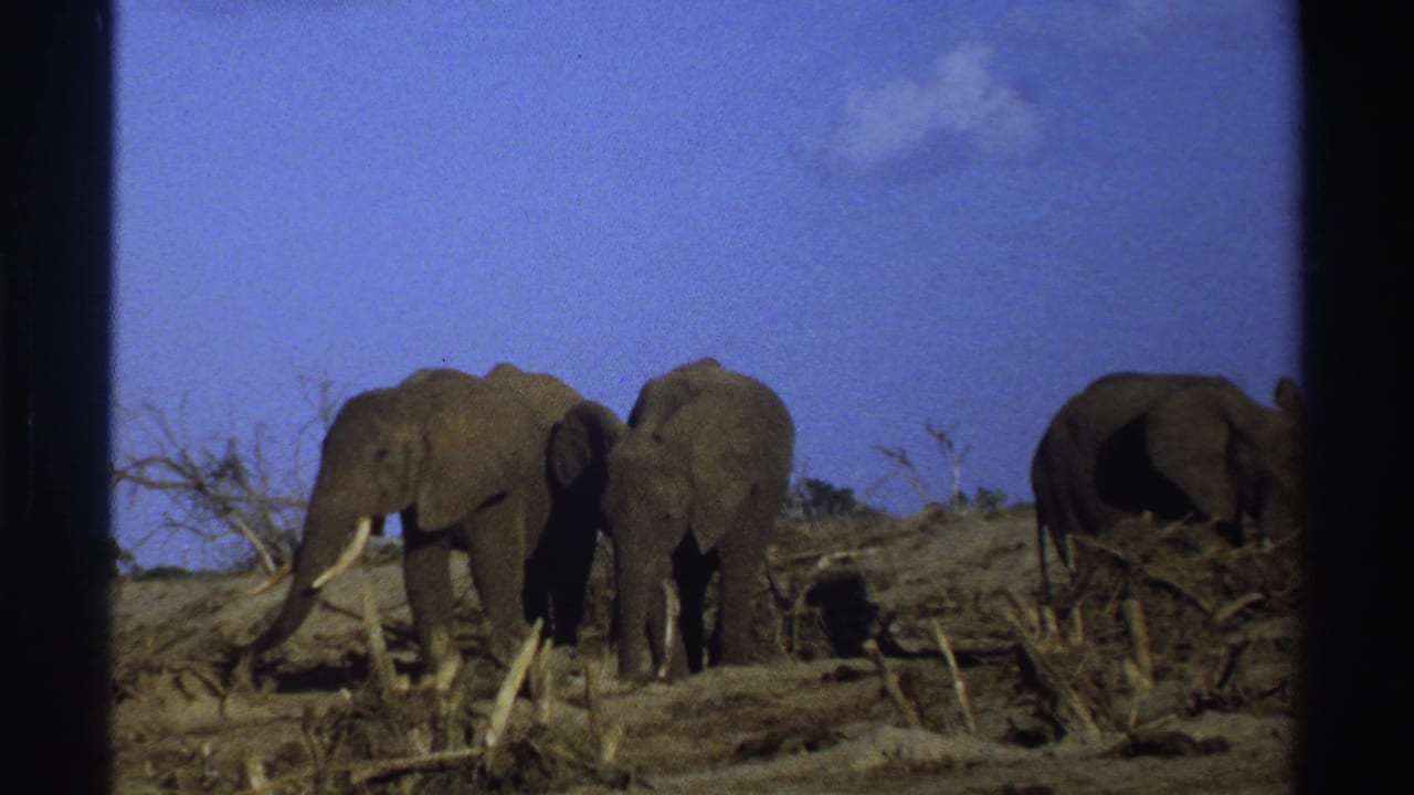 Three elephants with long tusks stand and walk among dry brush under a blue sky.