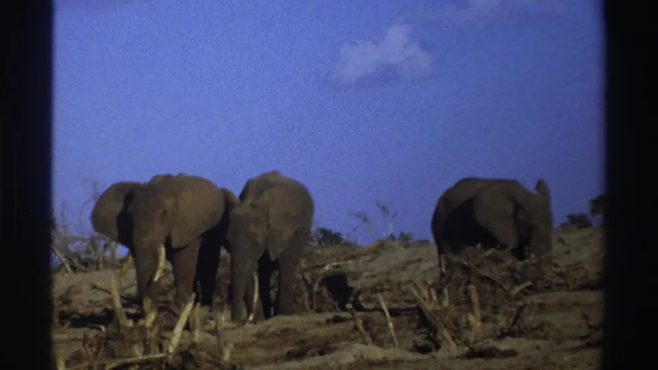 1969 South Africa 8mm frame with elephants crossing dry scrubland, one animal partly turned away near fallen branches.