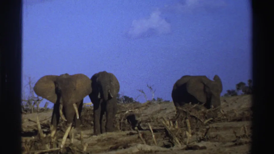 1969 South Africa 8mm frame showing two elephants near the center and another to the right in a dry savanna scene.