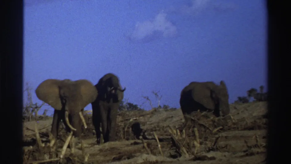 1969 South Africa 8mm frame showing elephants spaced across dry savanna brush, including one with visible tusks near center.
