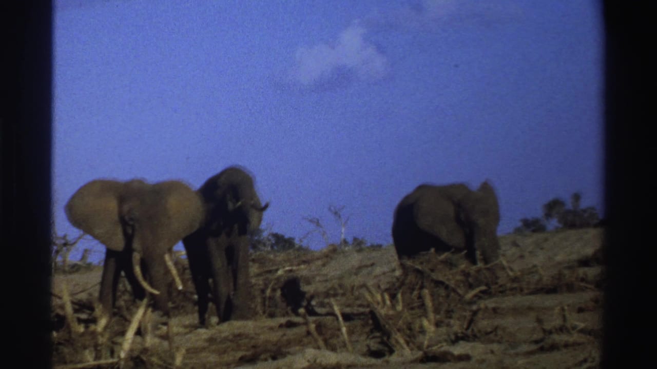 Three elephants stand among dry brush and bare earth under a blue sky.