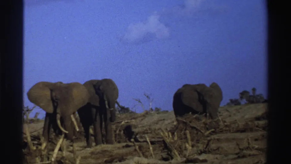 1969 South Africa home-movie frame of elephants in open savanna, with tusks, brush, and blue sky visible.