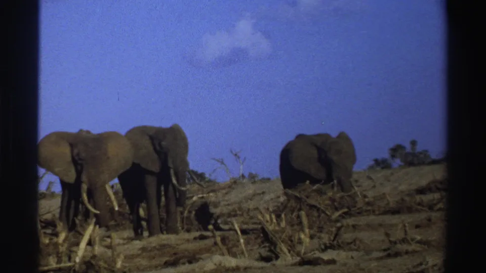 Vintage 8mm South Africa frame showing three elephants foraging near fallen branches and scrub in open savanna.