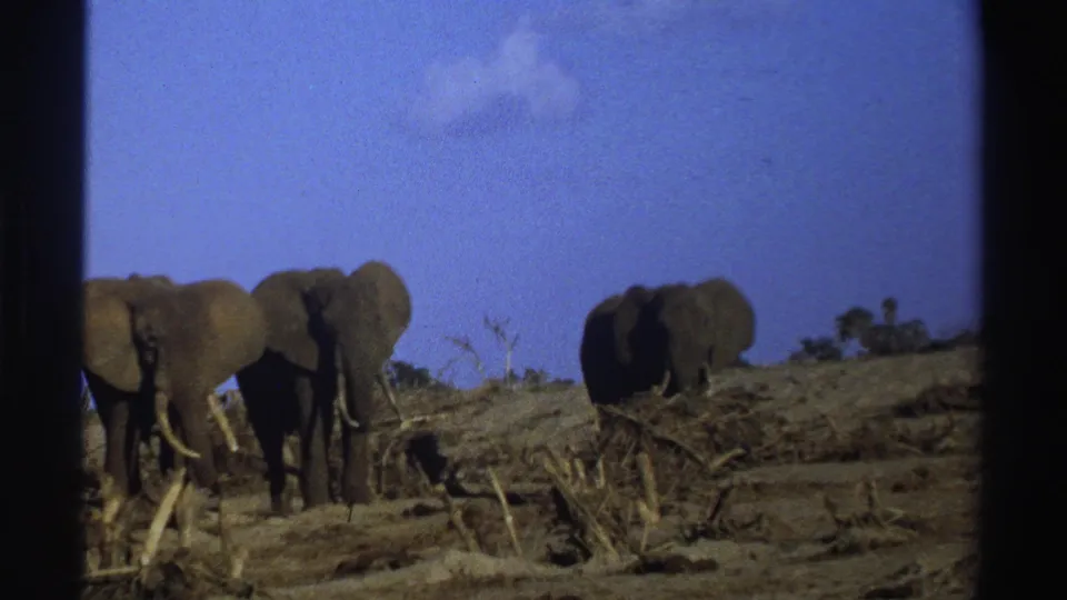 1969 South Africa 8mm frame with elephants crossing dry savannah, including one darker elephant separated to the right.