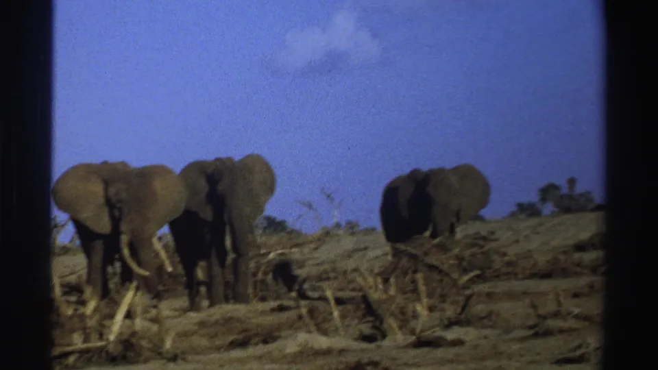 1969 South Africa 8mm frame showing elephants near dry branches and scrub, filmed from a distant home-movie viewpoint.