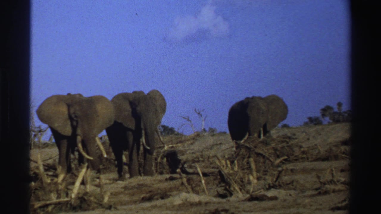 Three tusked elephants stand in a dry South African field in 1969 home-movie footage.