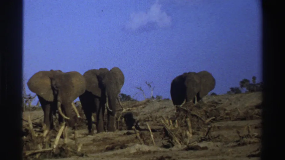Three tusked elephants stand in a dry South African field in 1969 home-movie footage.
